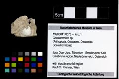 Foto (Objekt + Etikett) von Goniodromites sp.  (NHMW-GEO-1990-0041-0373)